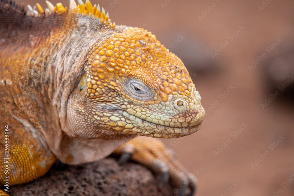 Fototapeta premium Yellow land iguana (Galapagos)