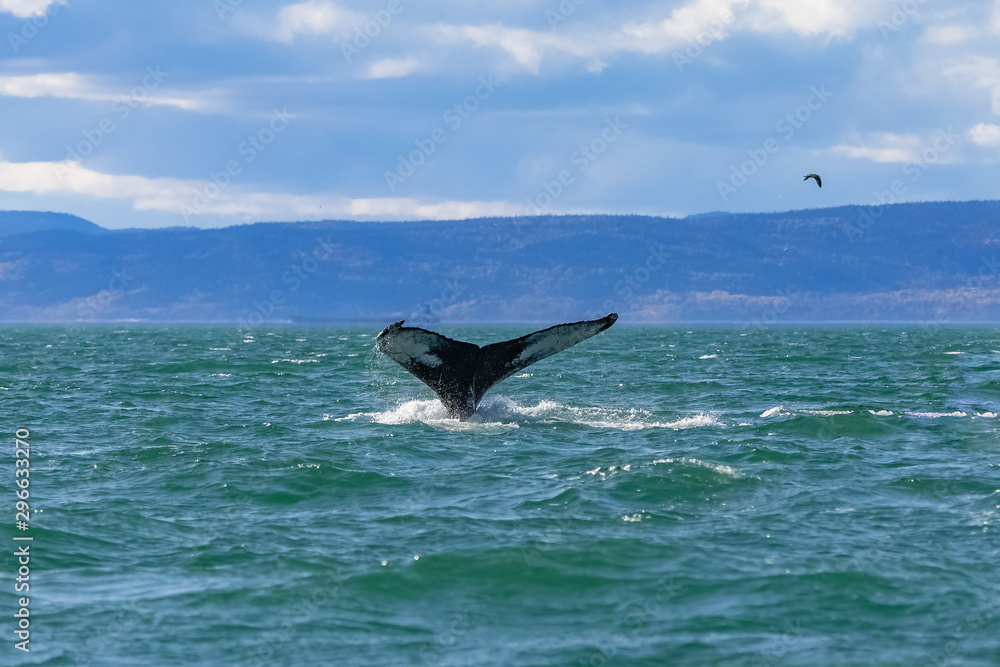 Fototapeta premium Humpback whale swimming in Canada in the Saint-Laurent gulf, tail of the whale diving 