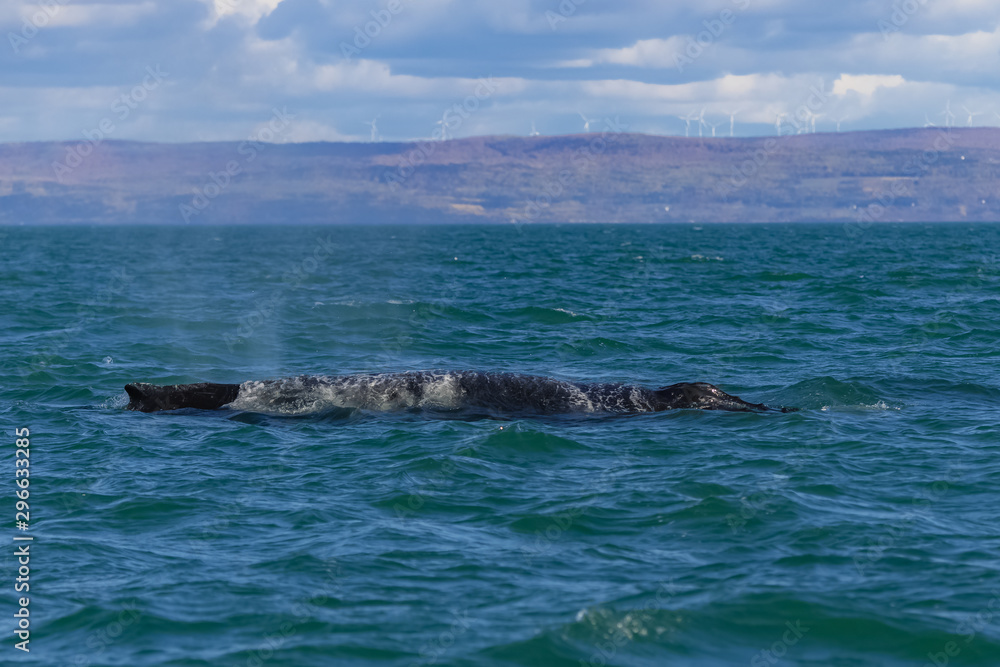 Obraz premium Minke whale swimming in the Saint-Laurent gulf, Balaenoptera acutorostrata, with the canadian coast in background