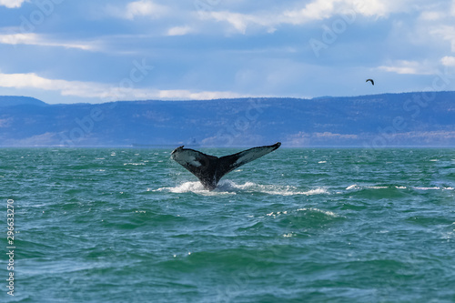 Humpback whale swimming in Canada in the Saint-Laurent gulf, tail of the whale diving 