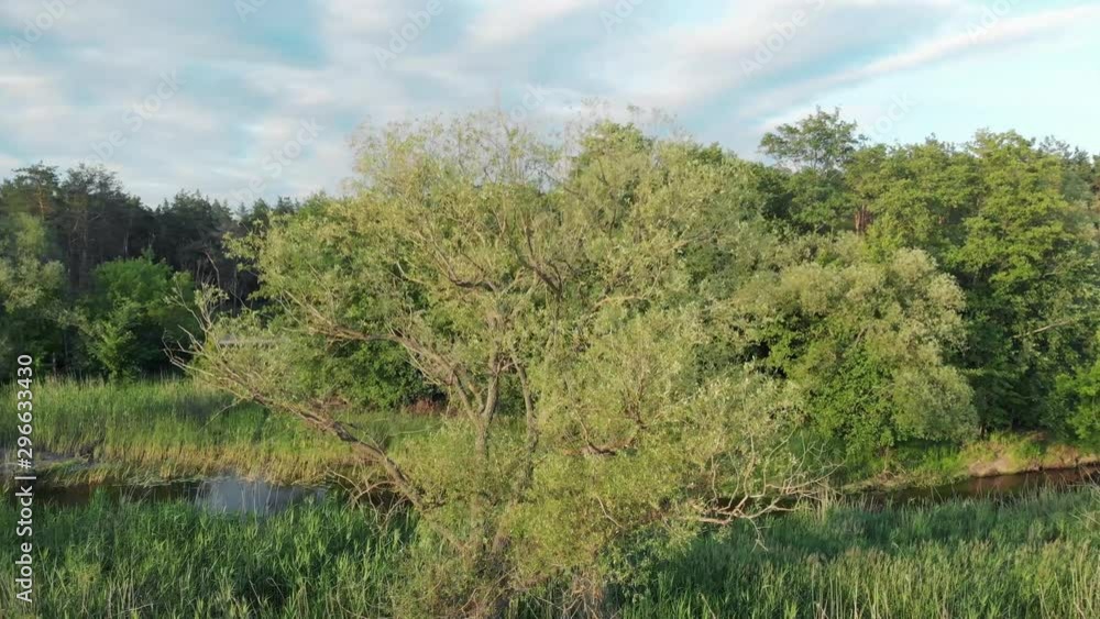 Camera fly around forest tree and river Camera fly around forest tree and river