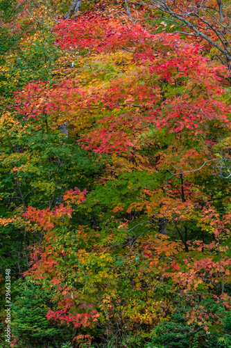 Colors of Autumn