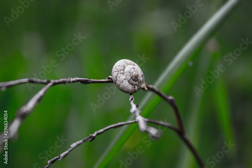 snail hanging out on a stick