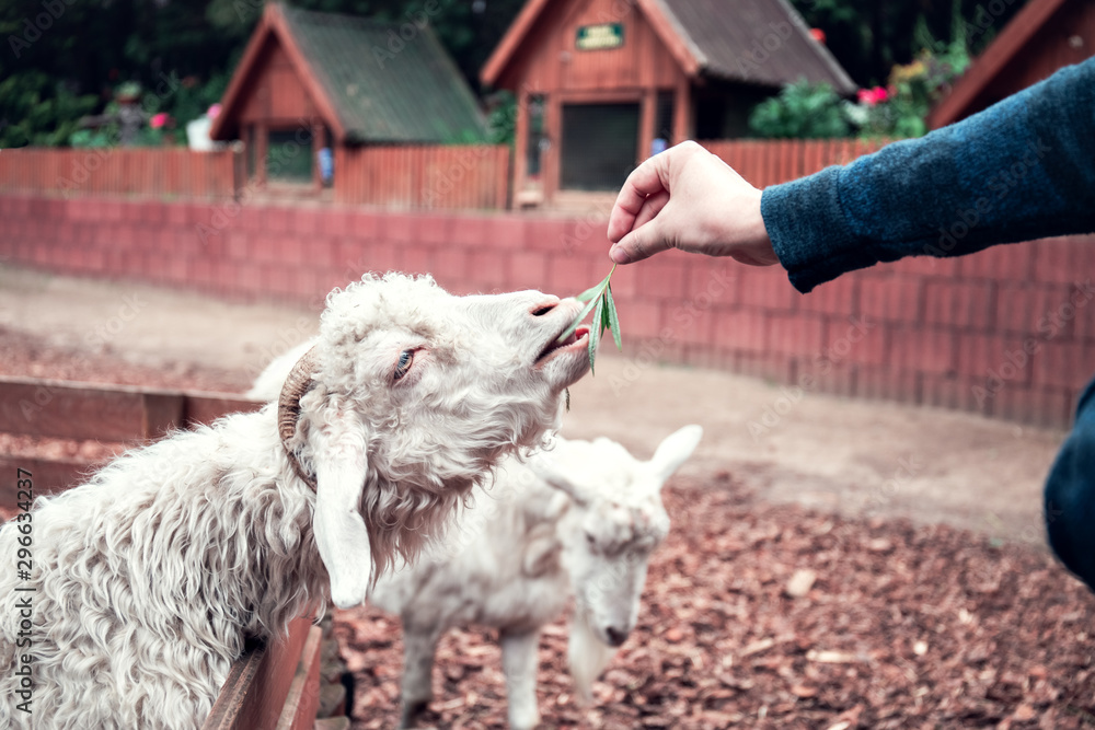 Fototapeta premium A boy feeds a goat with green grass at a contact zoo.