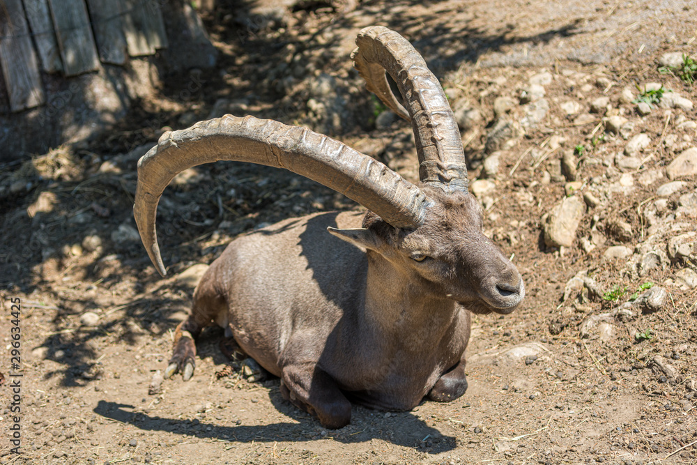 Capricorn sitting and resting on the ground in local zoo.