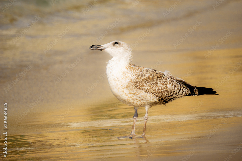 Obraz premium verträumte Möwe