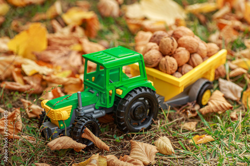 Green tractor carries nuts in the back. Toy tractor with a crop of ripe walnuts.