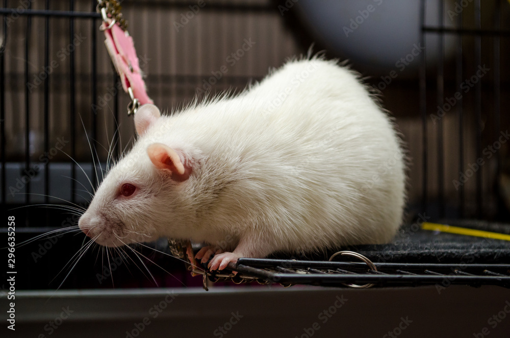 Obraz premium A cute white rat with red eyes and a beautiful mustache sits on the open window of the cage, a symbol of new year 2020