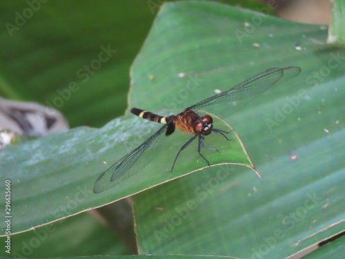 ant on leaf