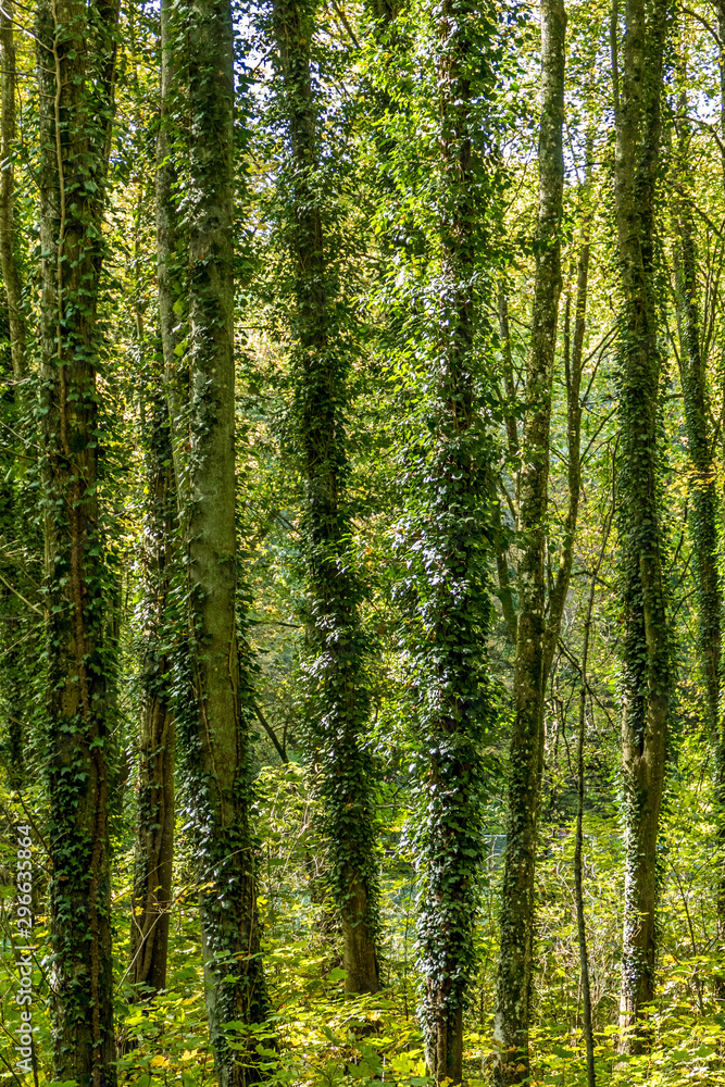Fototapeta premium Mischwald