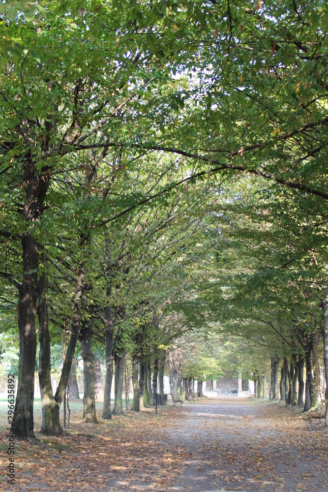 Foglie in autunno al parco Foglie in autunno al parco