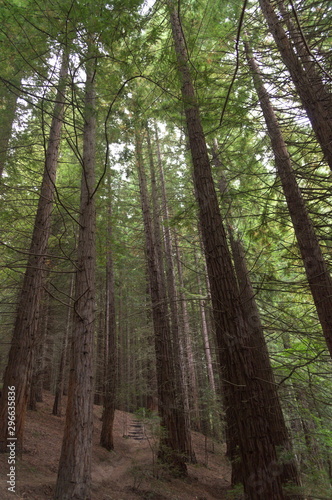 Redwoods  in a forest of Cantabria  Spain 