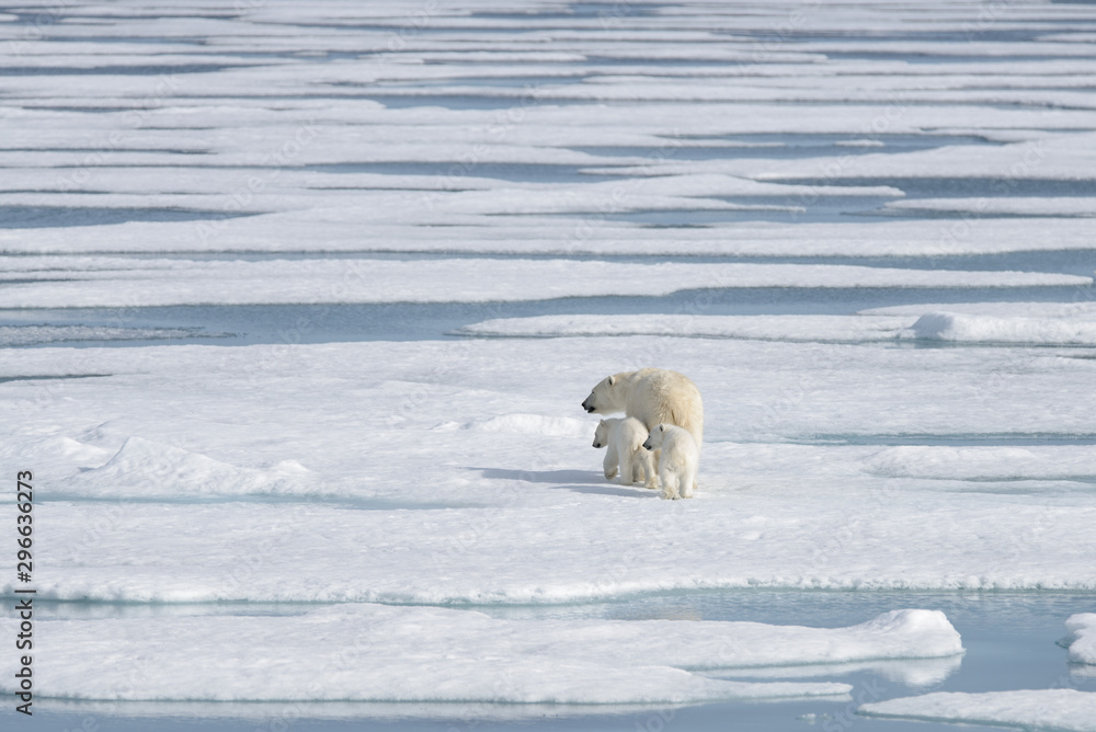 Wild polar bear (Ursus maritimus) mother and cub on the pack ice Wild polar bear (Ursus maritimus) mother and cub on the pack ice