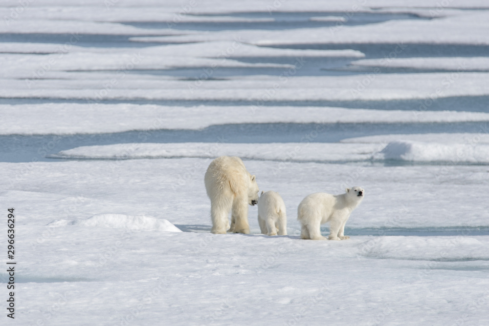 Wild polar bear (Ursus maritimus) mother and cub on the pack ice Wild polar bear (Ursus maritimus) mother and cub on the pack ice