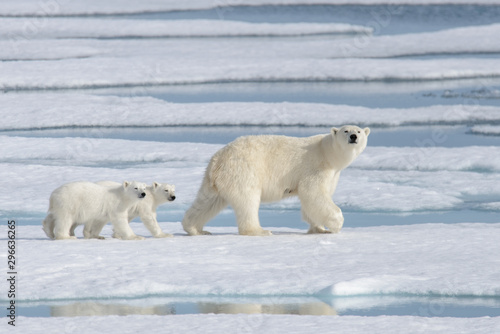 Bilde på lerret Wild polar bear (Ursus maritimus) mother and cub on the pack ice