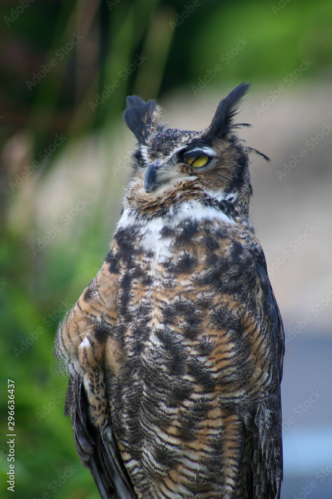 Fototapeta premium Horned Owl closing eyes