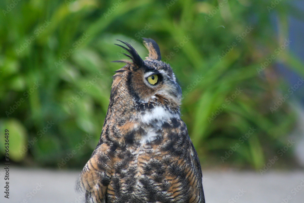 Fototapeta premium Horned Owl looking right
