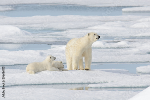 Wild polar bear  Ursus maritimus  mother and cub on the pack ice