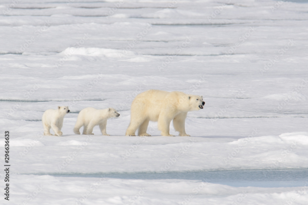 Wild polar bear (Ursus maritimus) mother and cub on the pack ice Wild polar bear (Ursus maritimus) mother and cub on the pack ice
