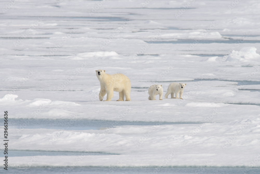 Wild polar bear (Ursus maritimus) mother and cub on the pack ice Wild polar bear (Ursus maritimus) mother and cub on the pack ice