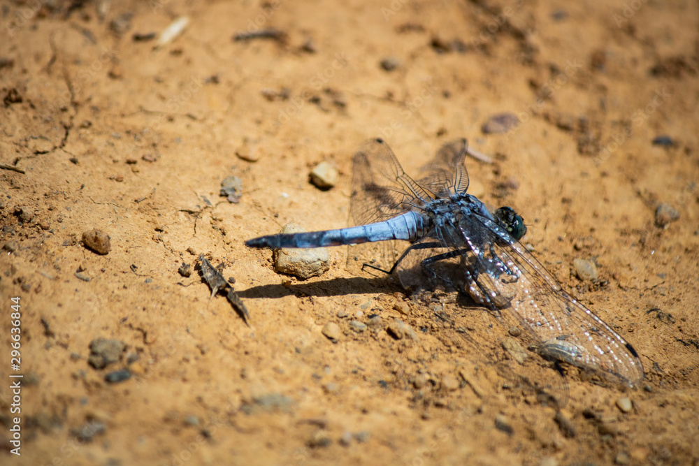 Colorful dragonfly beetle on black. Set on yellow soil. The back was pulled from the right. Colorful dragonfly beetle on black. Set on yellow soil. The back was pulled from the right.