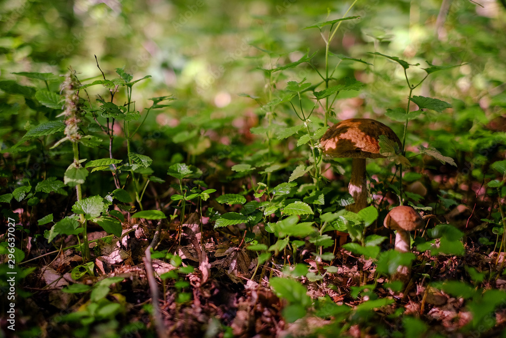 mushroom in the forest mushroom in the forest