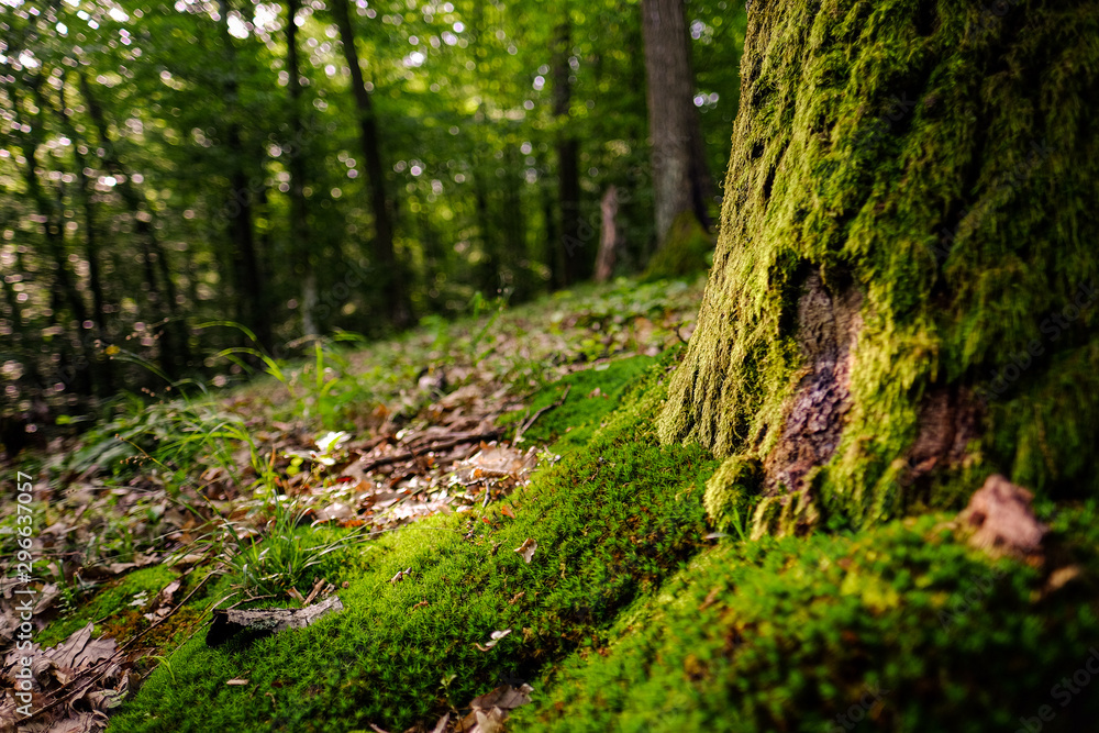 moss on a tree moss on a tree