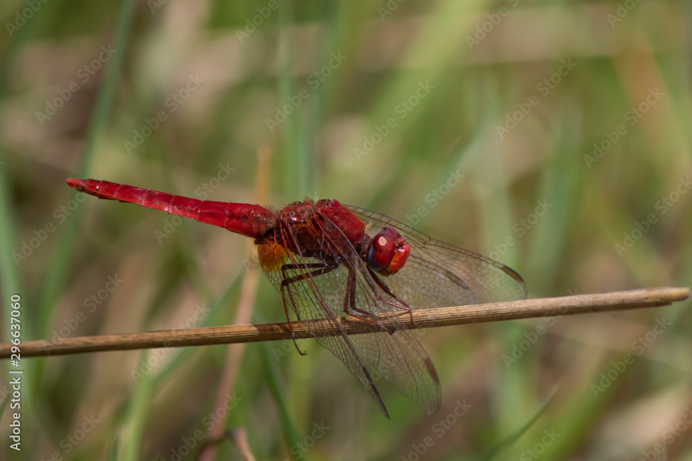 Dragonfly beetle soon capturing. In red. stands on dried grass. Dragonfly beetle soon capturing. In red. stands on dried grass.