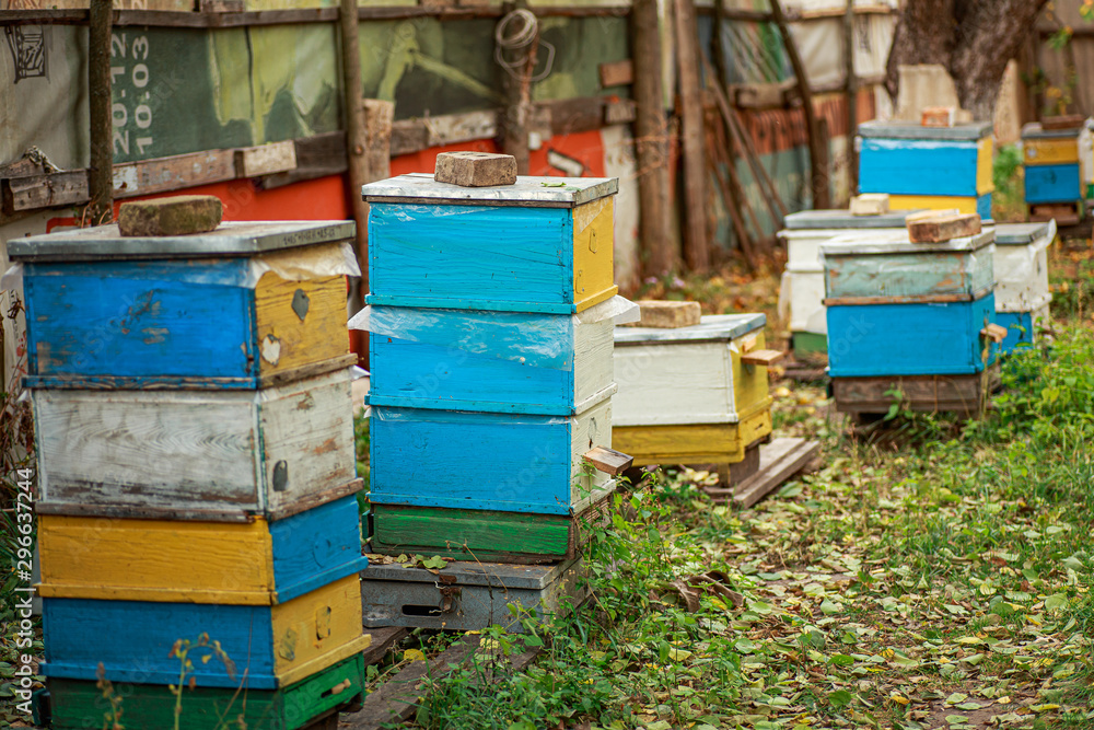 Apiary with wooden old beehives in fall. Preparing bees for wintering. Autumn flight of bees before frosts. Warm weather in apiary in fall. Apiary with wooden old beehives in fall. Preparing bees for wintering. Autumn flight of bees before frosts. Warm weather in apiary in fall.
