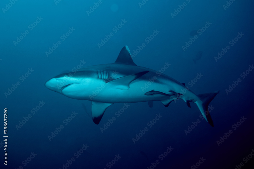 Naklejka premium Grey Reef Shark during Night
