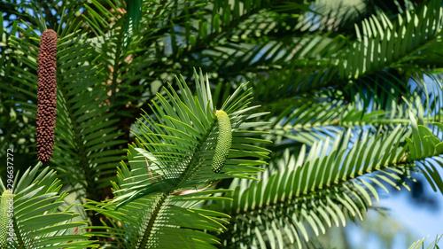 Close-up of wonderful leaves of Wollemi Pine - Ancient Wollemia nobilis tree in Aivazovsky park or Paradise park in Pertenit, Crimea. The unique tree of Jurassic period. photo