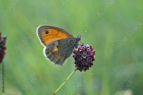 Schmetterlinge Deutschlands - Kleines Wiesenvögelchen