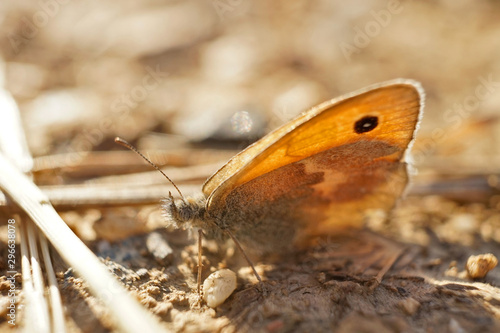 Schmetterlinge Deutschlands - Kleines Wiesenvögelchen