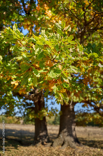 Centennial oak tree on a field