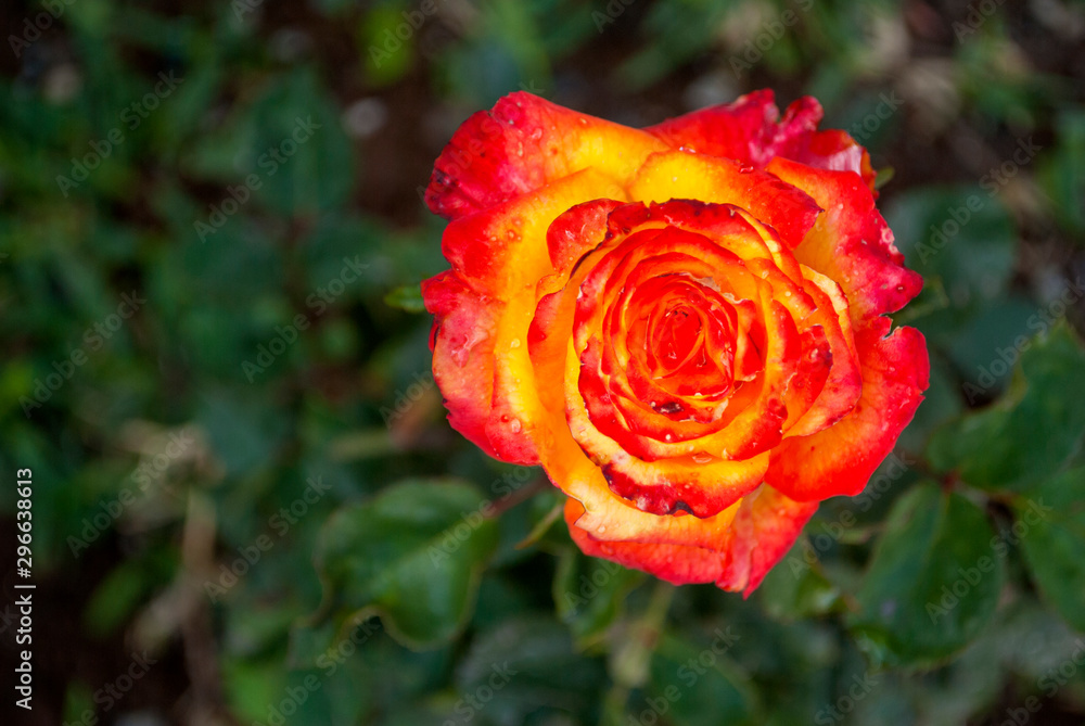Rose with yellow and orange mixture in the Latin American outdoor garden, aromatic onamental plant Rose with yellow and orange mixture in the Latin American outdoor garden, aromatic onamental plant