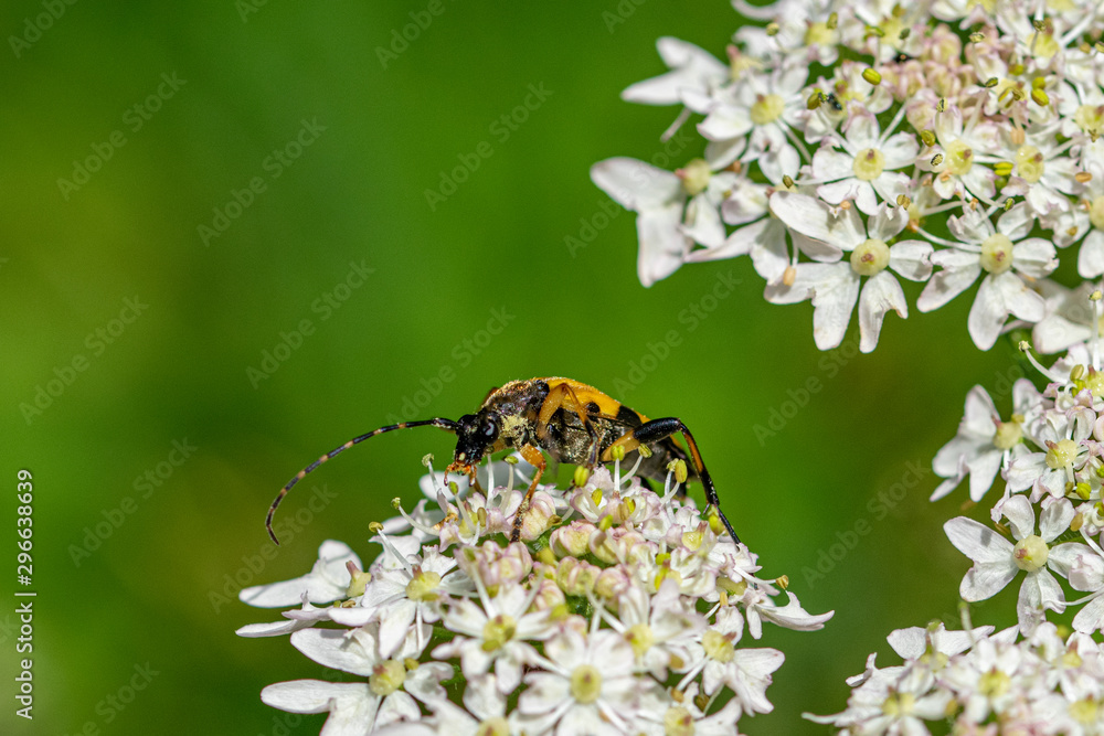 Spotted longhorn beetle (Rutpela maculata) Spotted longhorn beetle (Rutpela maculata)