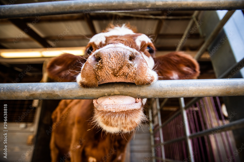 Funny Cow Licks and Bites Fence Stock Photo Adobe Stock