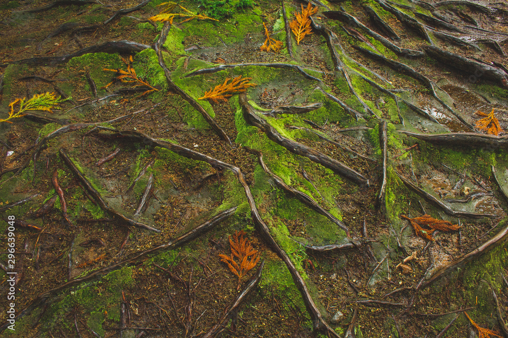 mystic green forest ground with roots on Soa Miguel, Azores, Portugal mystic green forest ground with roots on Soa Miguel, Azores, Portugal