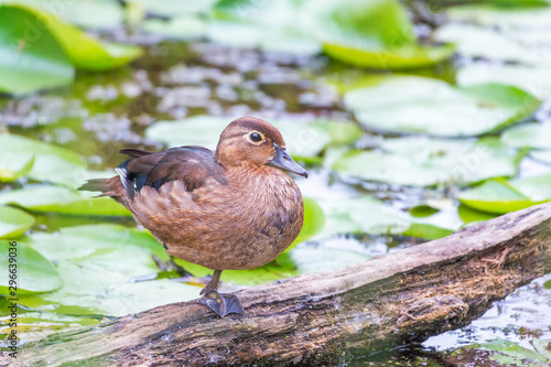 Female Green winged teal resting on one leg in the Beaver marsh.Cuyahoga National Park.Ohio.USA