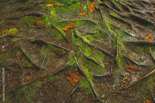 mystic green forest ground with roots on Soa Miguel, Azores, Portugal