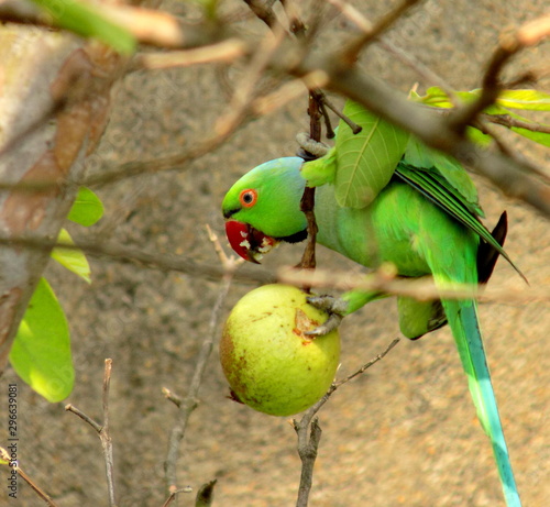 ring-necked parakeet