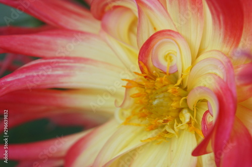 Dahlie künstlerisch