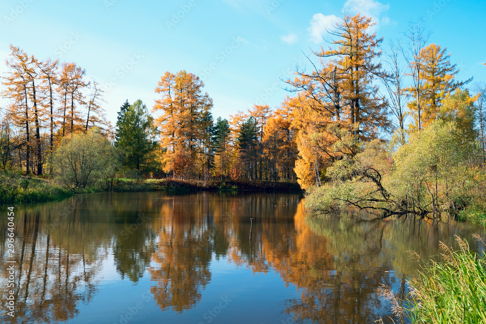 Picturesque autumn landscape. Yellow trees are reflected in the water of a small pond . Picturesque autumn landscape. Yellow trees are reflected in the water of a small pond .
