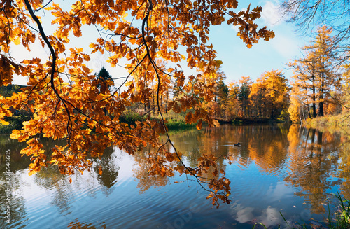 Branches with yellow oak leaves hang over the water on a bright Sunny day.