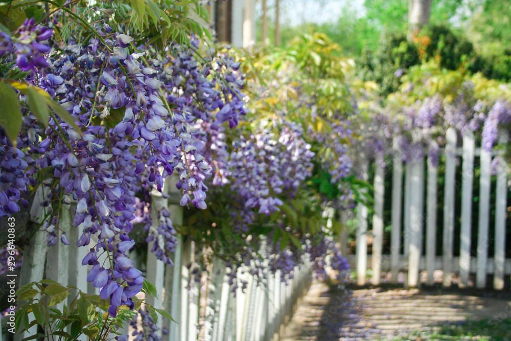 Obraz premium Flowers on fence
