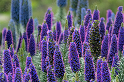 Pride of Madeira -  purple and blue flower