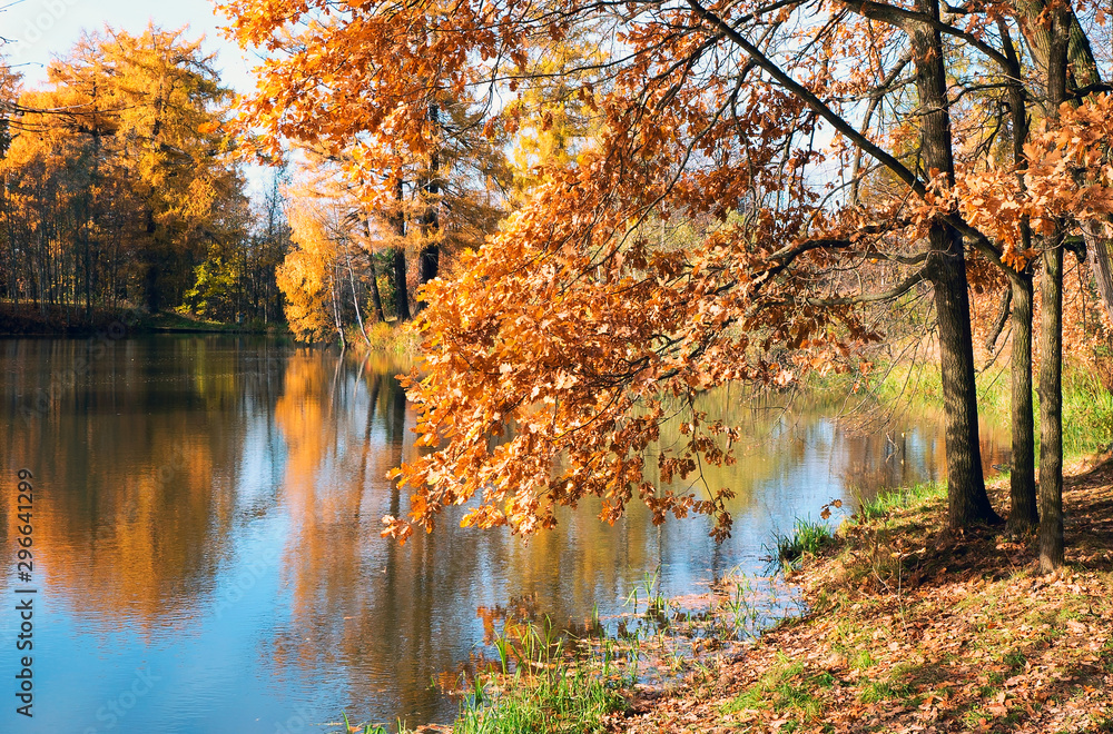 Picturesque autumn landscape. Yellow trees are reflected in the water of a small pond . Picturesque autumn landscape. Yellow trees are reflected in the water of a small pond .