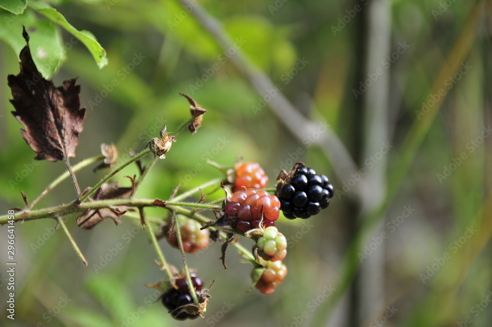 Blackberry Blackberry