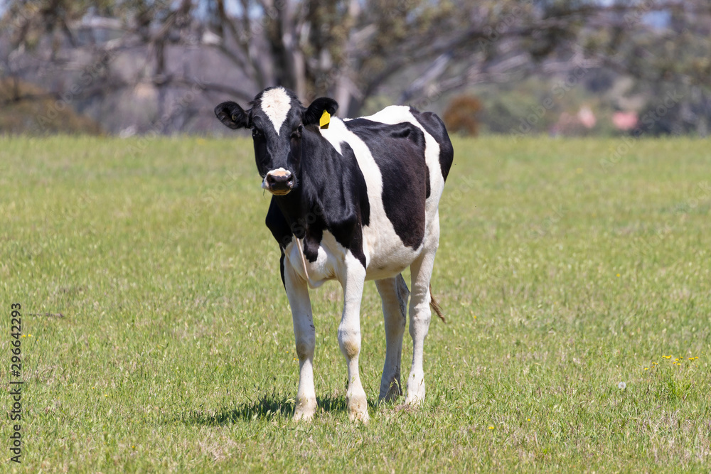 Black and White dairy cows grazing in a green field of grass. Black and White dairy cows grazing in a green field of grass.
