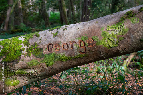 The name George carved in to a fallen tree